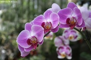 25th Aug 2012 - Orchids