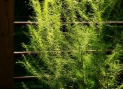 25th Aug 2012 - Tall weeds 2...