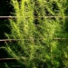 Tall weeds 2... by marlboromaam