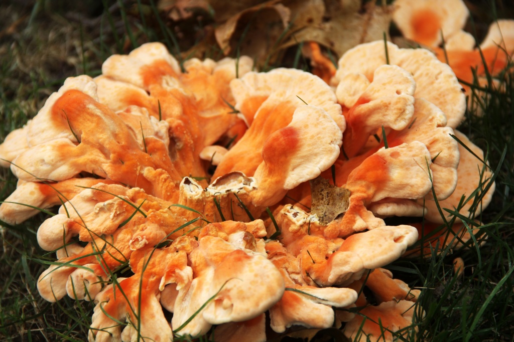 Mushroom by hjbenson
