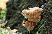 25th Aug 2012 - Tree Mushroom