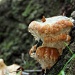 Tree Mushroom by hjbenson