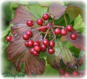 26th Aug 2012 - fall berries