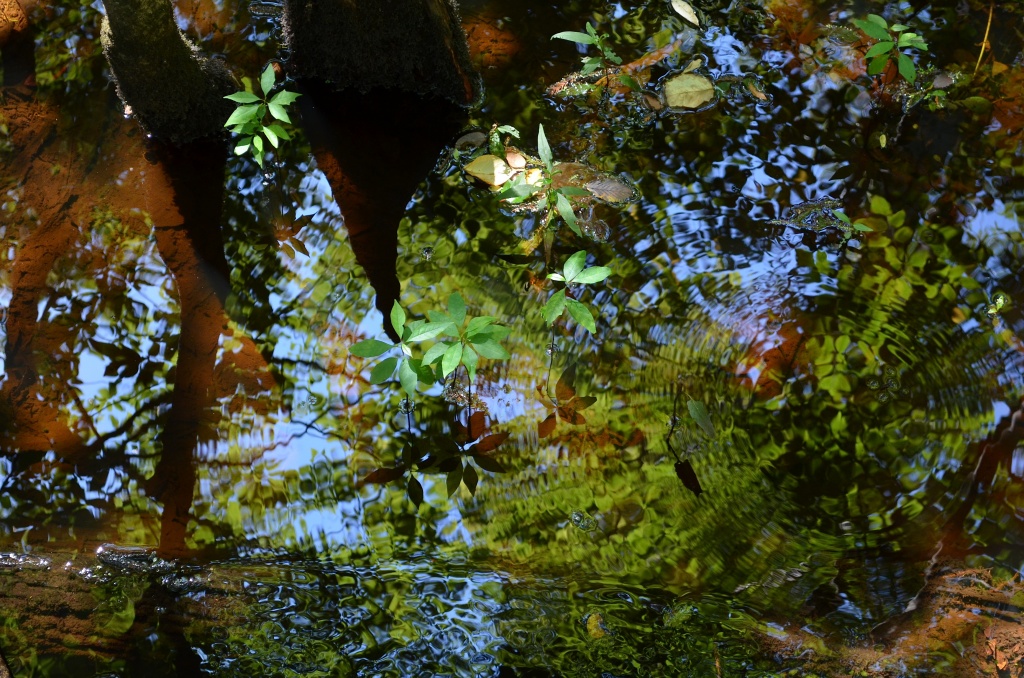 Ripples, reflections, patterns -- Four Holes Swamp, Dorchester County, SC by congaree