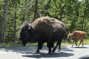 24th Aug 2012 - buffalo mom and baby