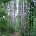 A Walk In the Woods by dakotakid35