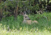 25th Aug 2012 - deer resting