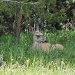 deer resting by dmdfday