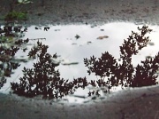 25th Aug 2012 - Puddles