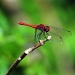 Definitely a Dragonfly! by seanoneill