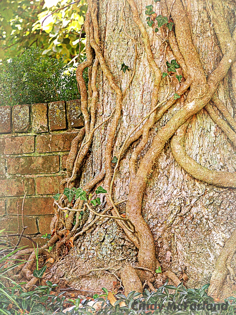 Tree trunk by cindymc