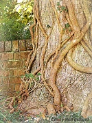 26th Aug 2012 - Tree trunk