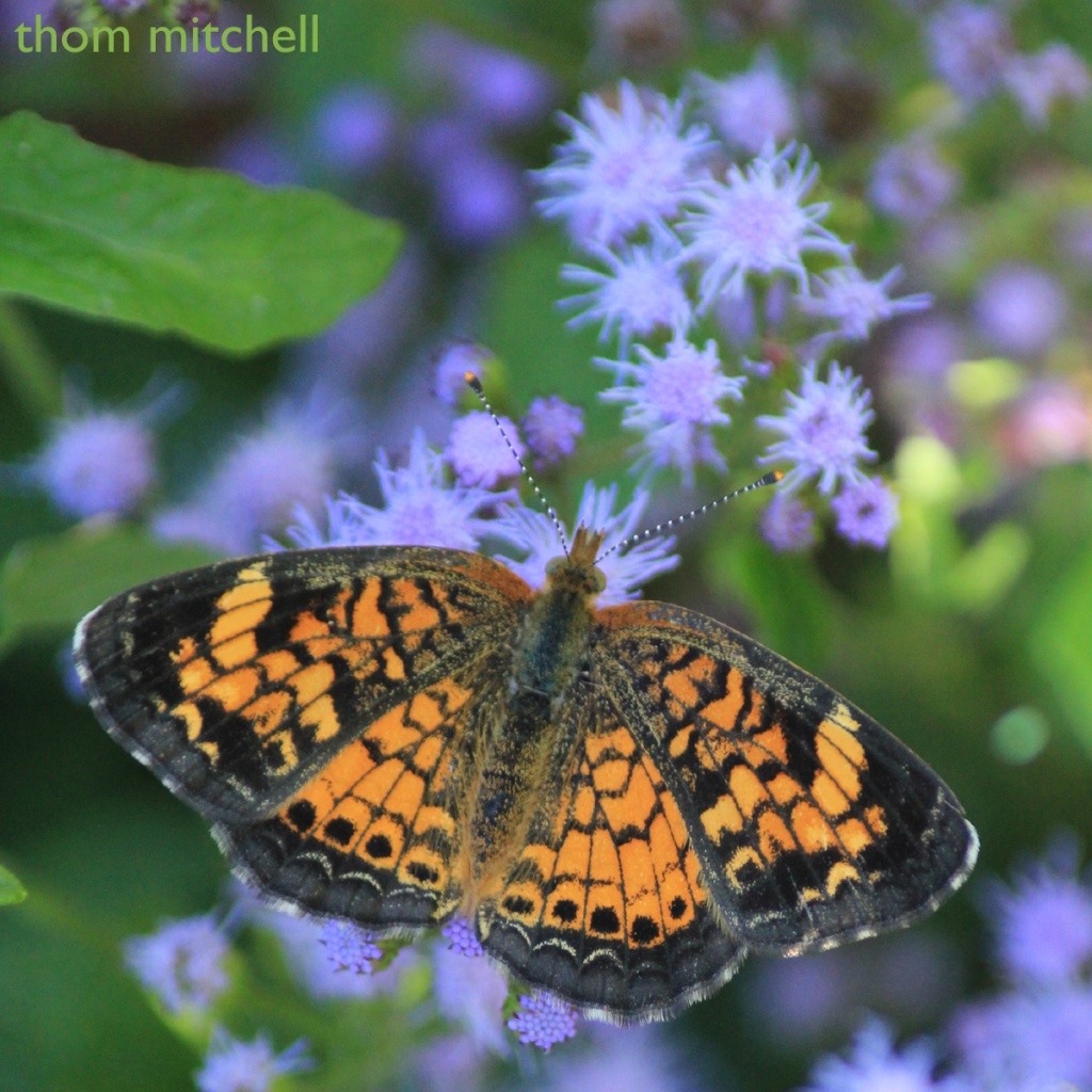 Pearl Crescent (sigh) by rhoing