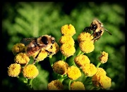 25th Aug 2012 - Two Bee