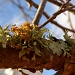 Lichens by salza