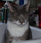 26th Aug 2012 - What Do You Mean, Get Out Of The Sink?