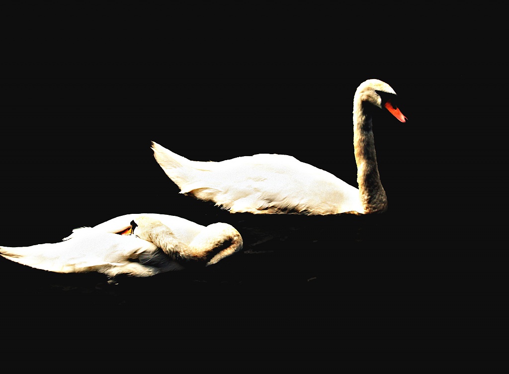 Two Swans by rich57