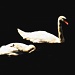 Two Swans by rich57