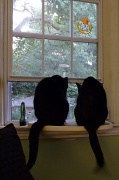 20th Aug 2012 - We like it when you open the window!