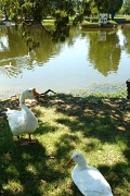 23rd Aug 2012 - Save Duck Island!
