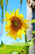 19th Aug 2012 - Here Comes the Sun(flower)!