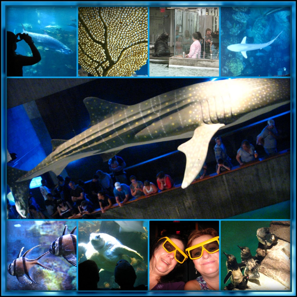 New England Aquarium Collage by olivetreeann