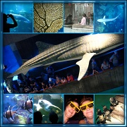 22nd Aug 2012 - New England Aquarium Collage