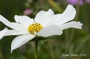 25th Aug 2012 - White Flower