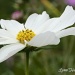 White Flower by lynne5477