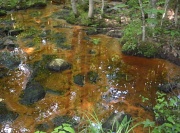 26th Aug 2012 - Copper and Emerald Swamp