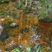 Copper and Emerald Swamp by klh