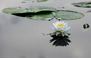 26th Aug 2012 - White Pond Lily
