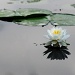 White Pond Lily by dakotakid35