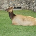 elk resting SOOC by dmdfday