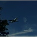 fly me to the moon by summerfield