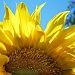 Sunflower by madamelucy