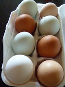 26th Aug 2012 - Fresh Eggs and Tough Birds