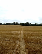 27th Aug 2012 - Straight Footpath v3 'Harvest'