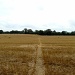 Straight Footpath v3 'Harvest' by bulldog