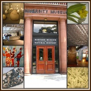 26th Aug 2012 - The Harvard Museum of Natural History 