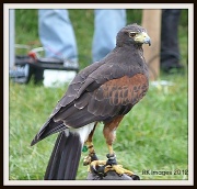 27th Aug 2012 - Falcon