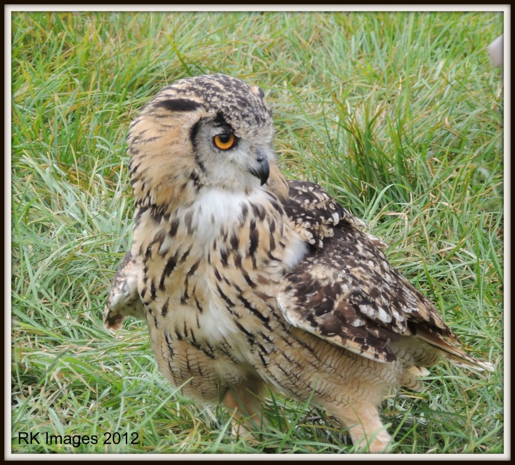 Eagle Owl by rosiekind
