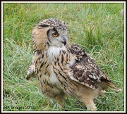 27th Aug 2012 - Eagle Owl