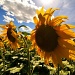 Sunflower by seanoneill