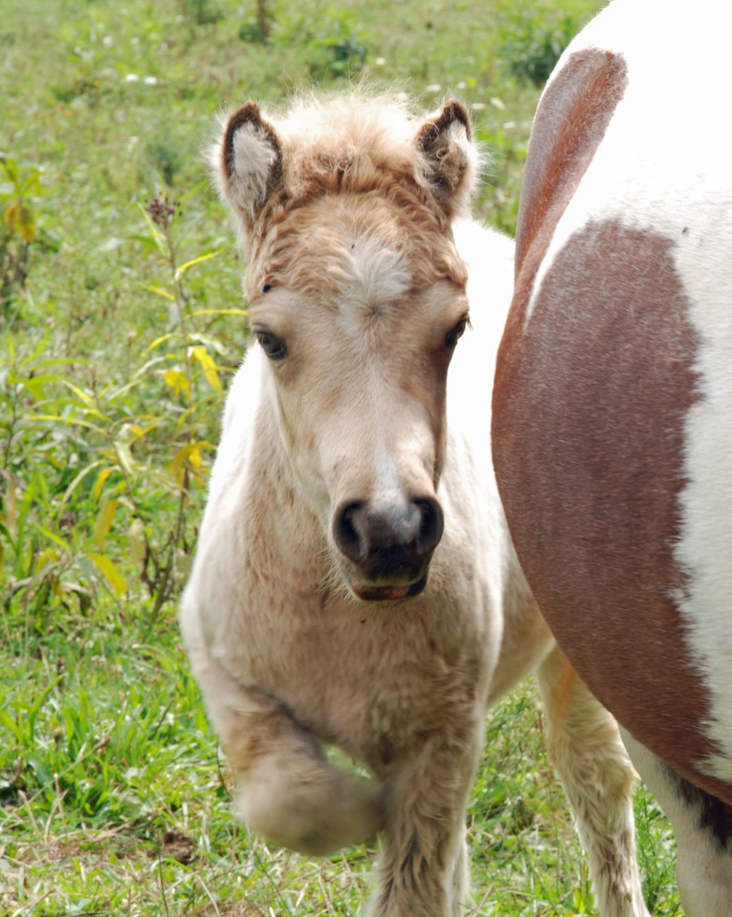 Adorable baby Pony by graceratliff