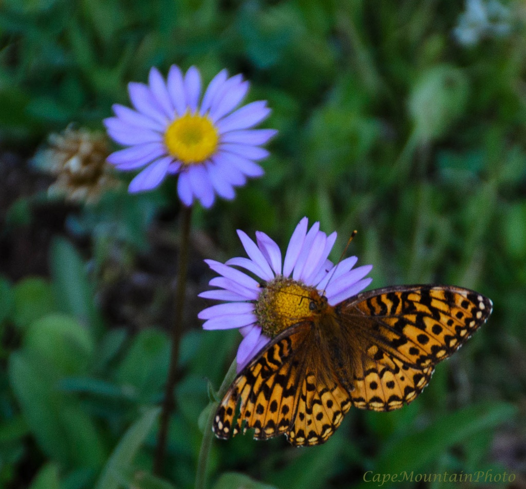 Butterfly Enjoying the Short Lived Mountain Aster by jgpittenger