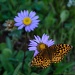 Butterfly Enjoying the Short Lived Mountain Aster by jgpittenger