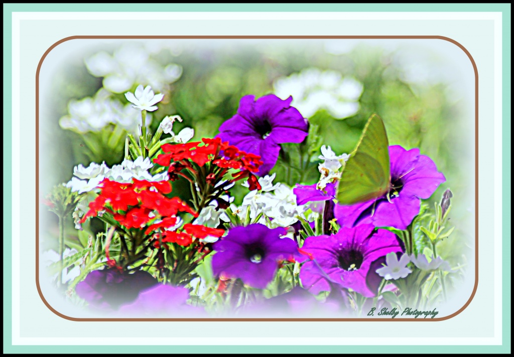 Summer butterfly and flowers by vernabeth