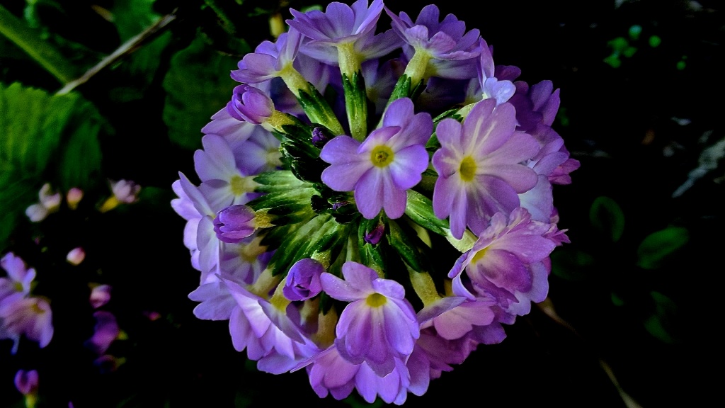 Garden delight under a bush by maggiemae