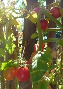 27th Aug 2012 - Late Summer Tomatoes